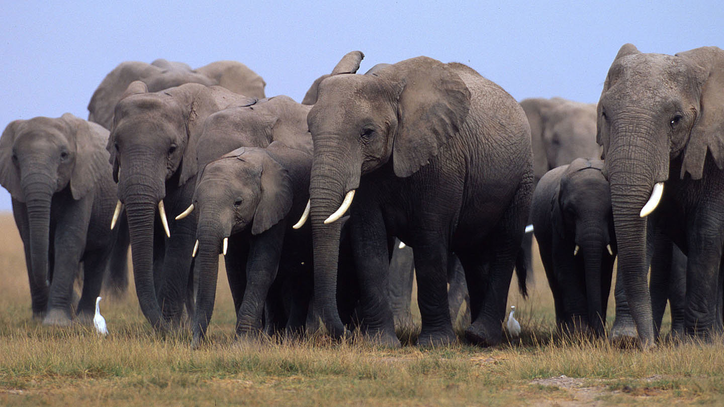 Elefanten Sind Die Grossten Wwf Junior