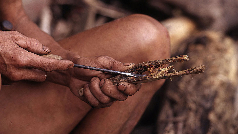 Welche Tiere Und Pflanzen Sind Bedroht Die Rote Liste Sagt S Wwf Junior