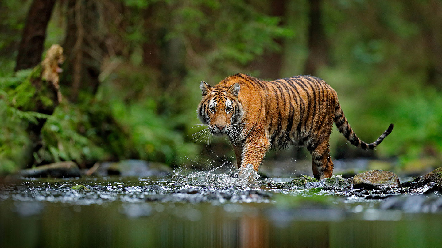 Wir Retten Die Tiger Wwf Junior
