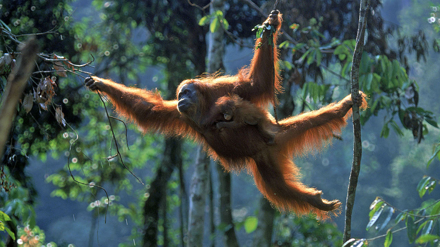 OrangUtans Scheue Schlauberger WWF Junior
