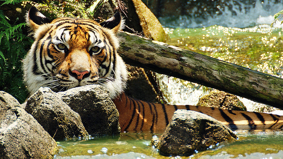 Wir retten die Tiger - WWF Junior