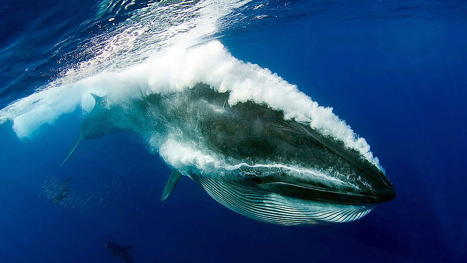 Kolossal Es Ist Ein Wal Wwf Junior