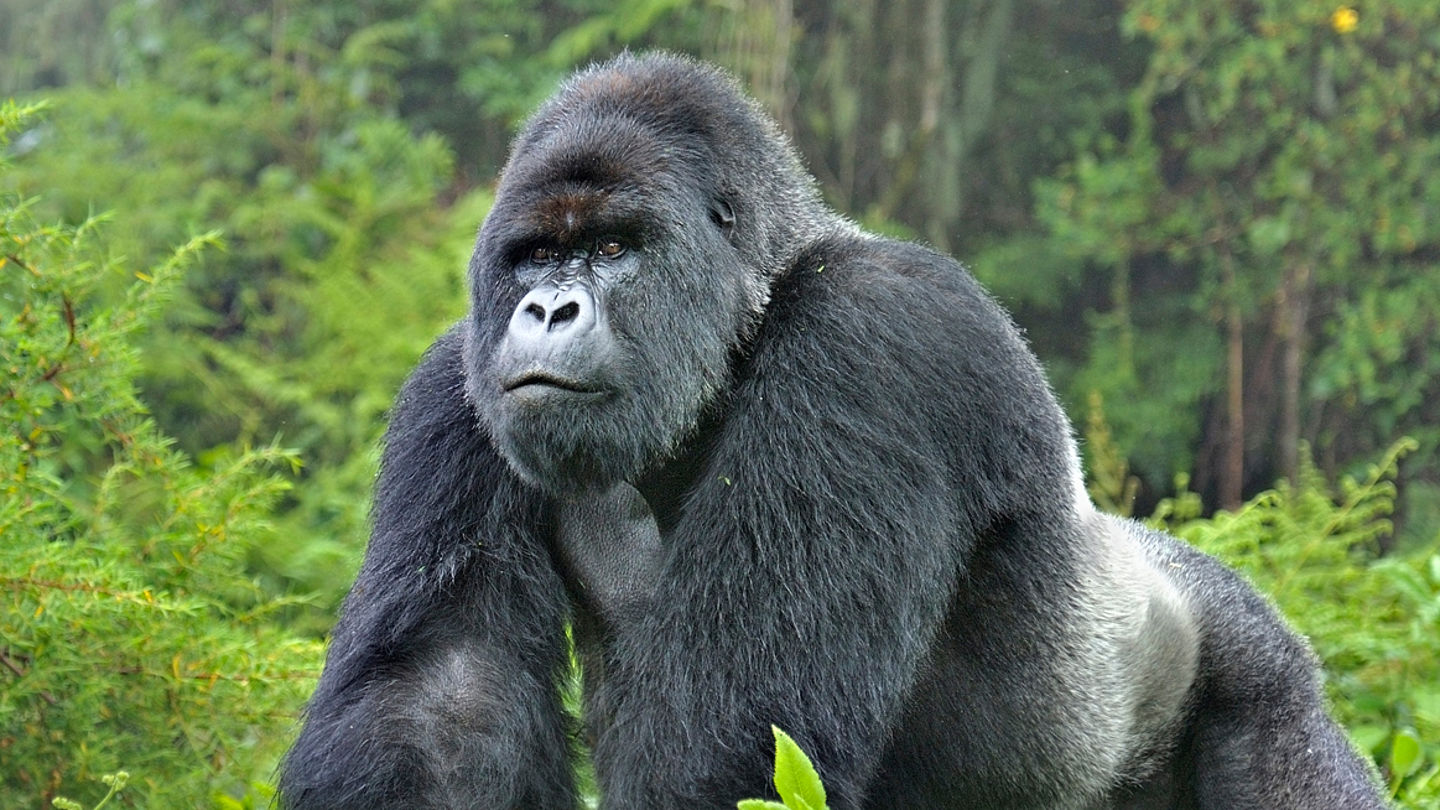 © naturepl.com / Andy Rouse / WWF