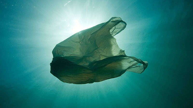 Plastikmüll im Meer - WWF Junior