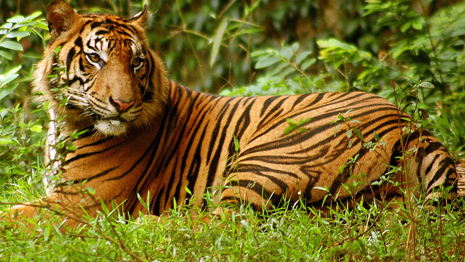 Wir retten die Tiger - WWF Junior