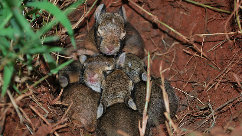 Wer Versteckt Sich Hier Hase Oder Kaninchen Wwf Junior
