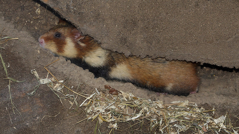 Warum hamstern Hamster? WWF Junior