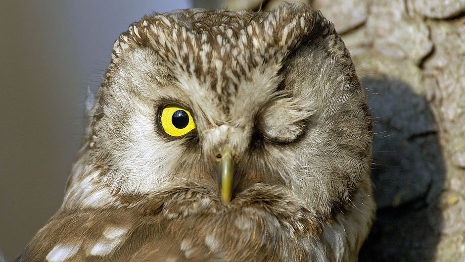 Eulen – lautlose Nachtjäger - WWF Junior