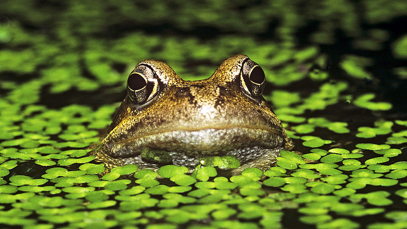 Frösche können mehr als nur hüpfen und quaken WWF Junior
