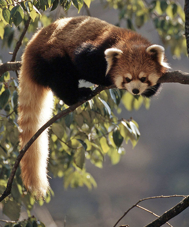 Was Braucht Der Rote Panda Berge Baume Bambus Wwf Junior