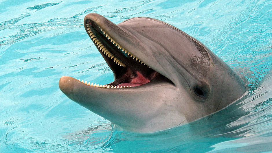 Delfine Schneller als Olympiasieger WWF Junior