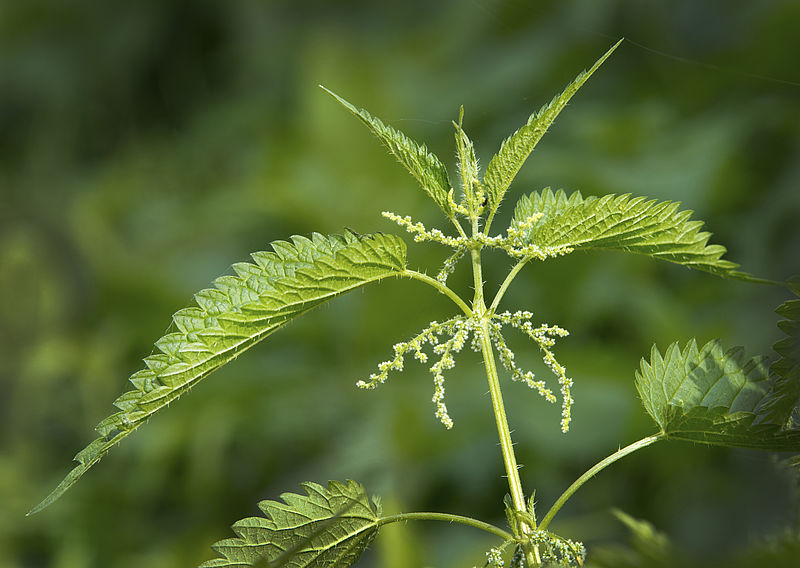 Geheimnisse Der Brennnessel Wwf Junior