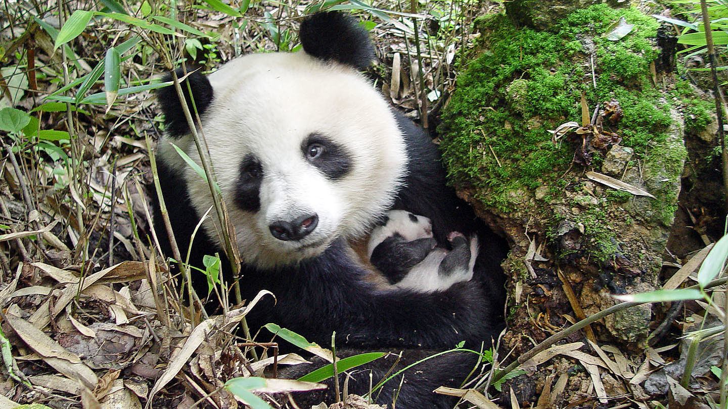 Grosser Panda Wwf Junior