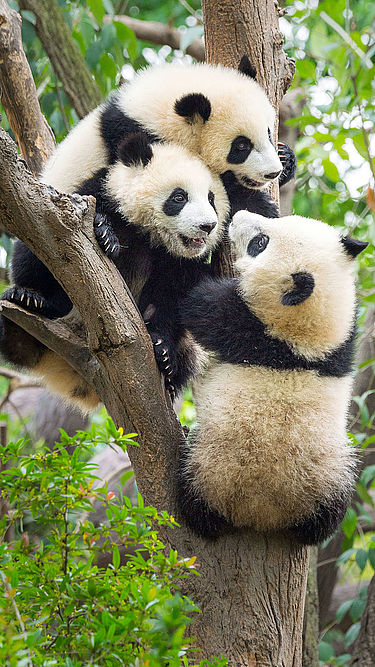 Wie viele Pandas gibt es 2020?