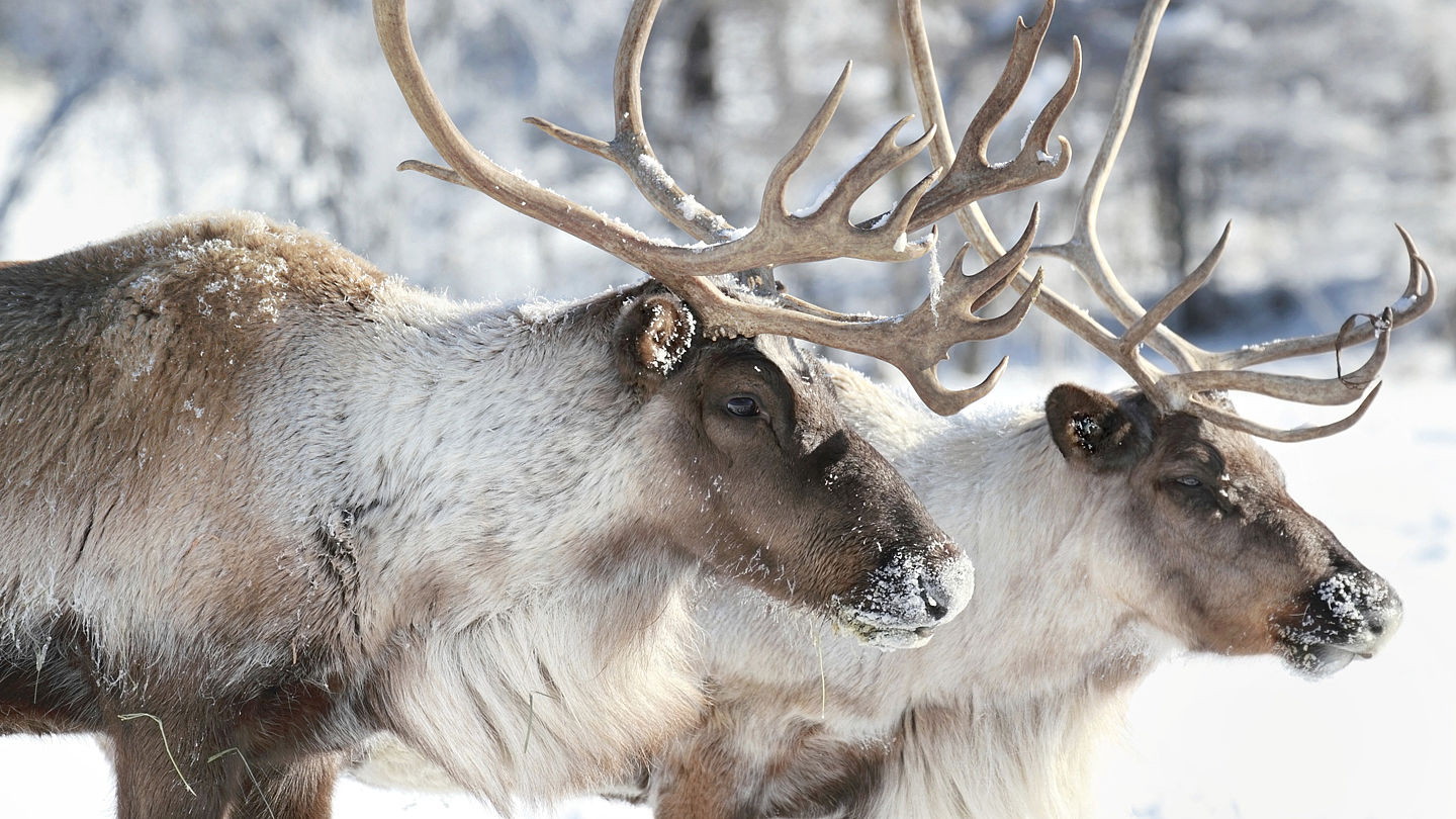 Rentiere WWF Junior