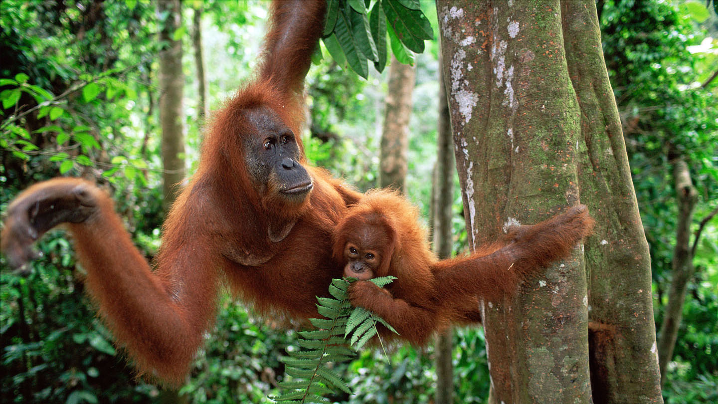 Orang Utans Scheue Schlauberger Wwf Junior