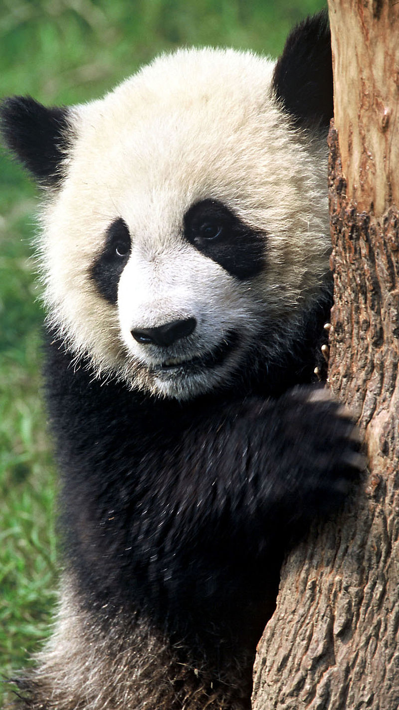 Großer Panda - WWF Junior