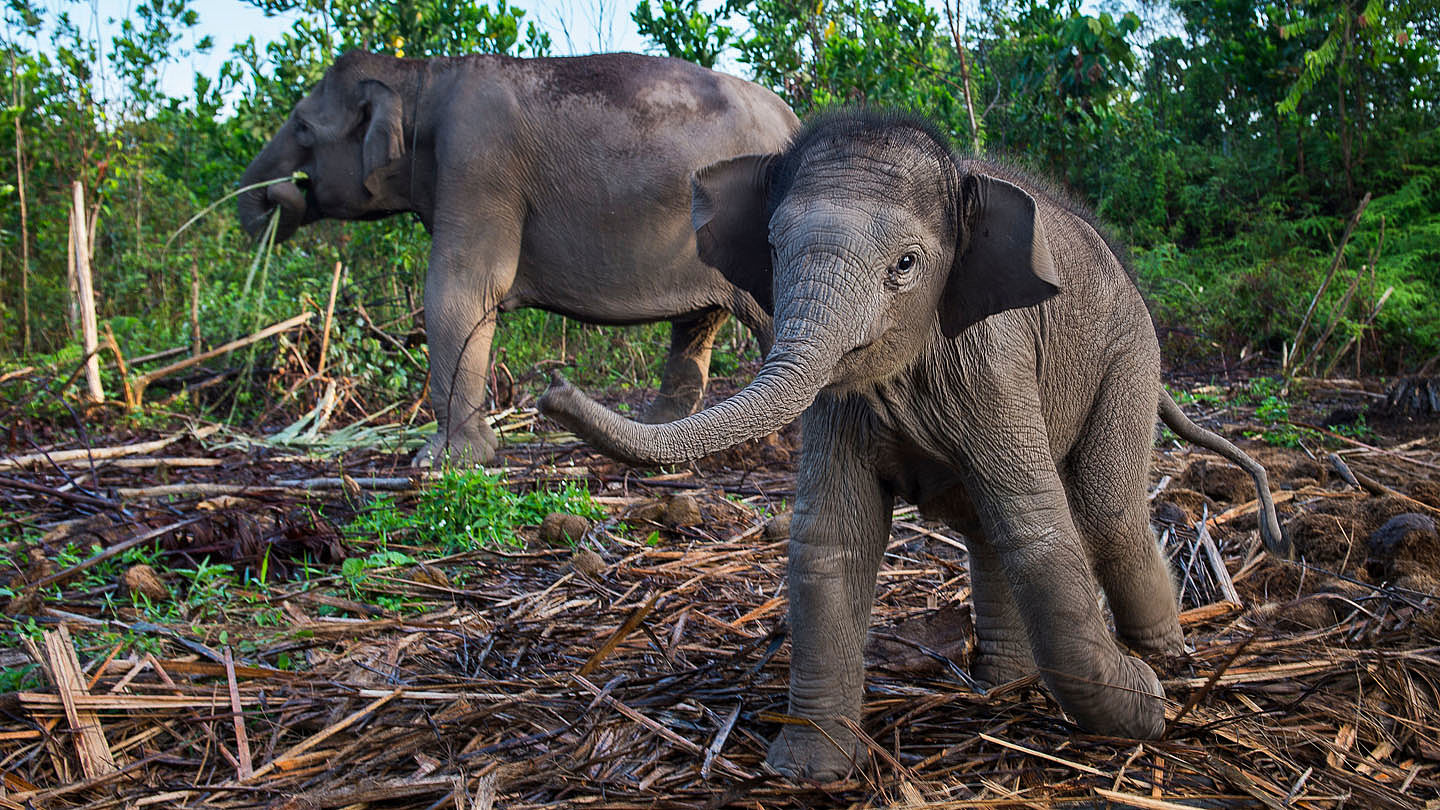 Elefanten Sind Die Grossten Wwf Junior