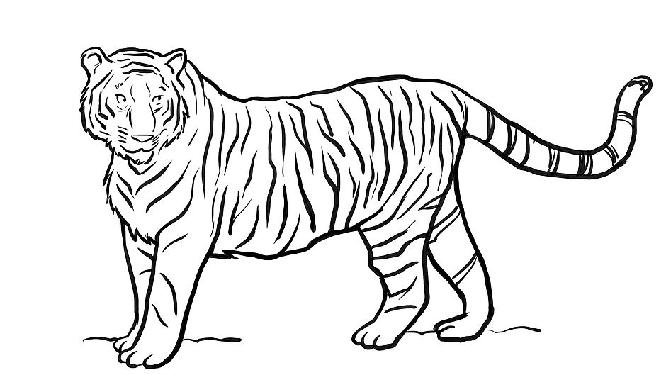 ausmalbild tiger  kinder ausmalbilder