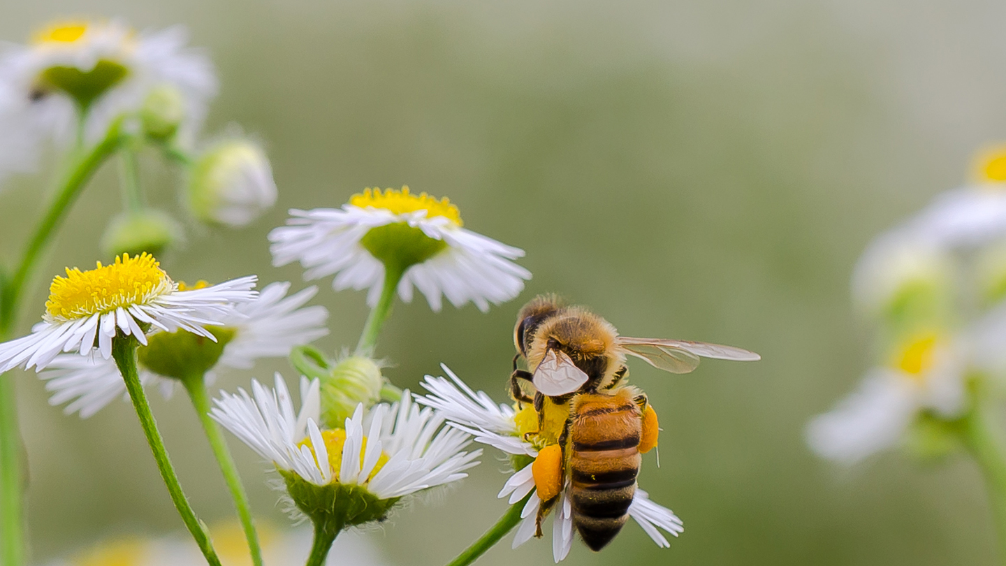Kochtipp - Wiesen-Salat - WWF Junior