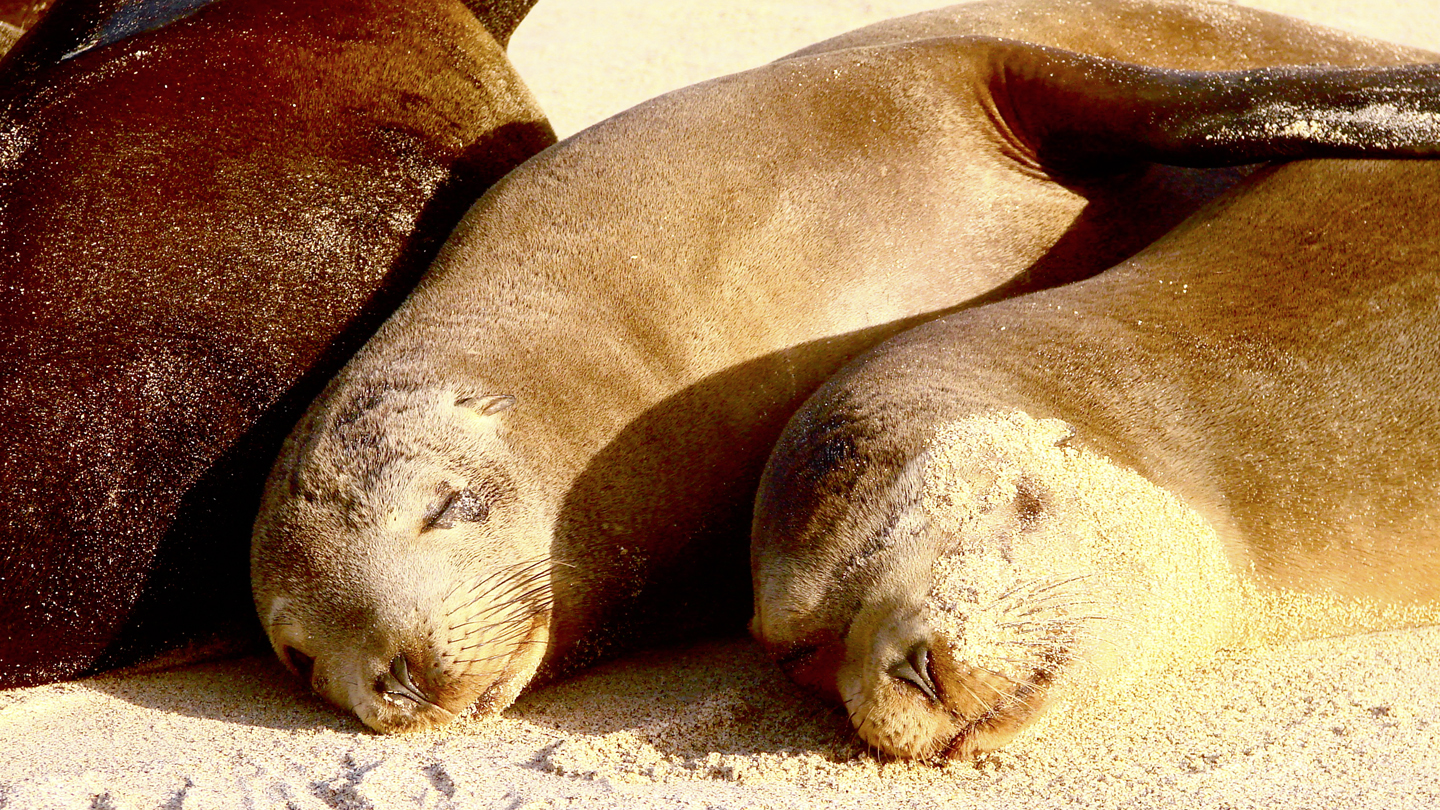 Galapagos WWF Junior