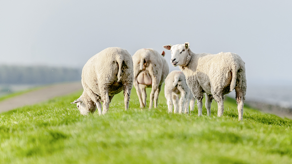 Warum manchen Schafen vier oder mehr Hörner wachsen - Natur -   › Wissen und Gesellschaft