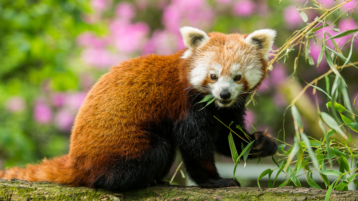 Roter Panda - WWF Junior