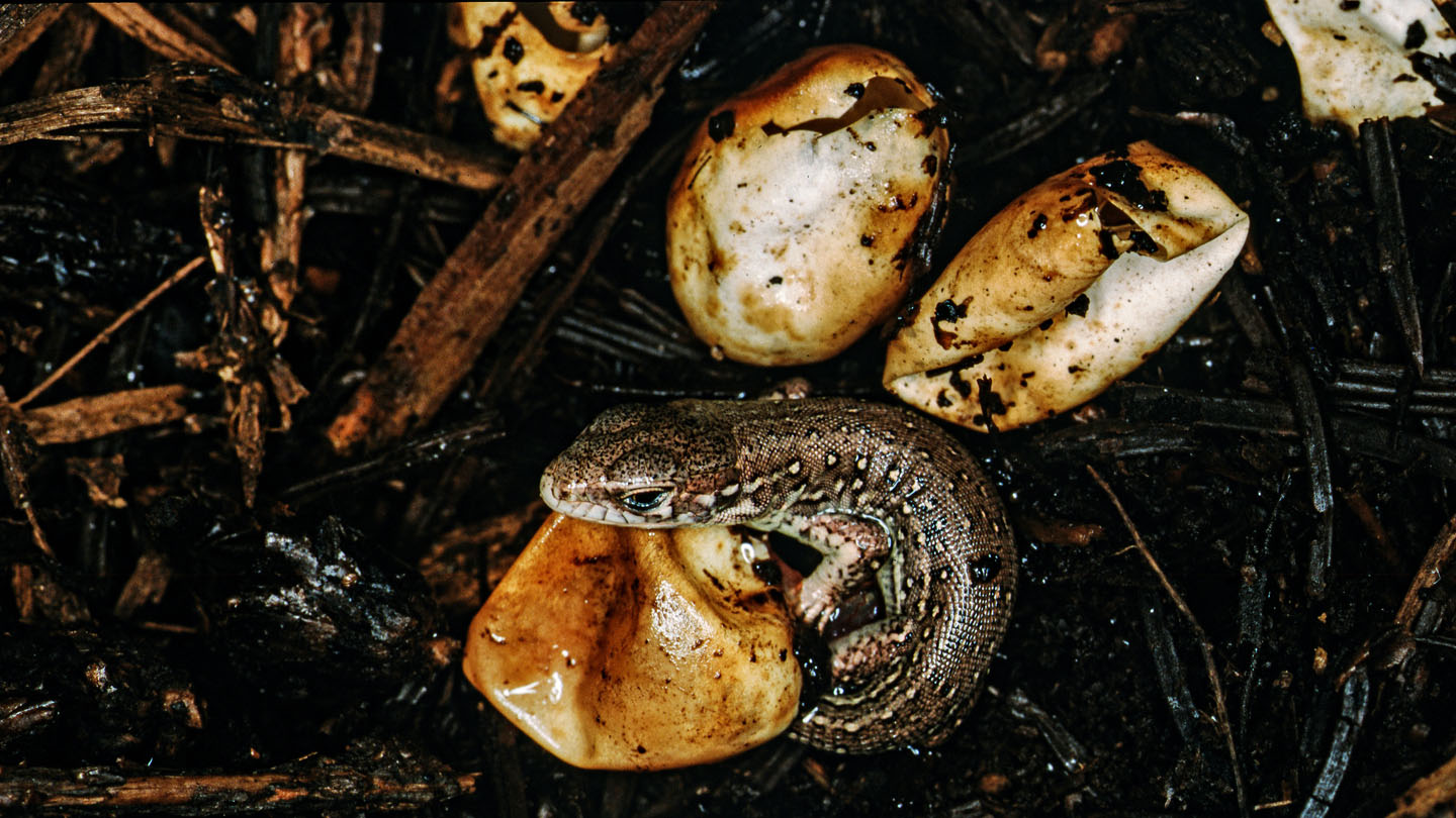 Eidechsen – wutsch und weg - WWF Junior