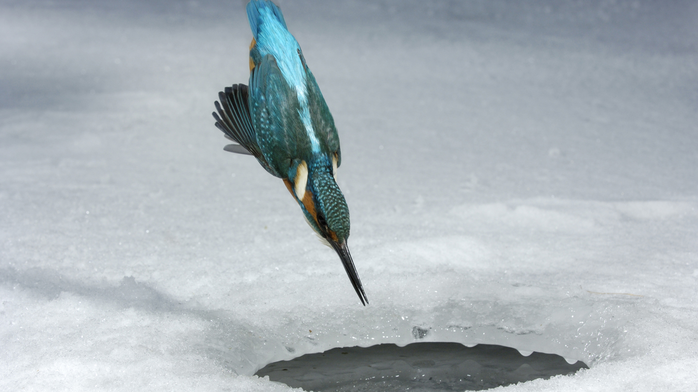 Eisvogeltauchen