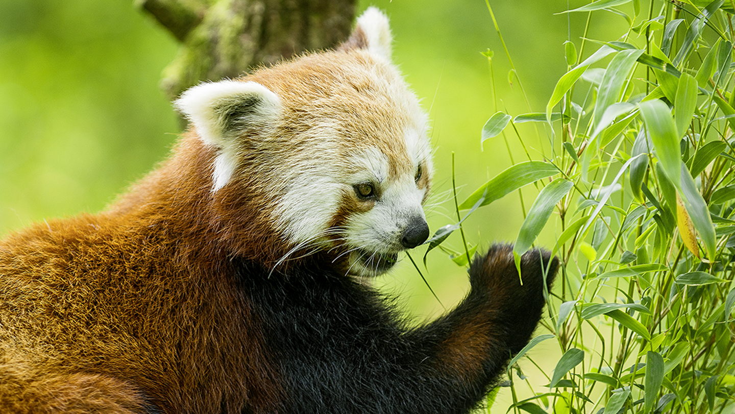 Roter Panda - WWF Junior