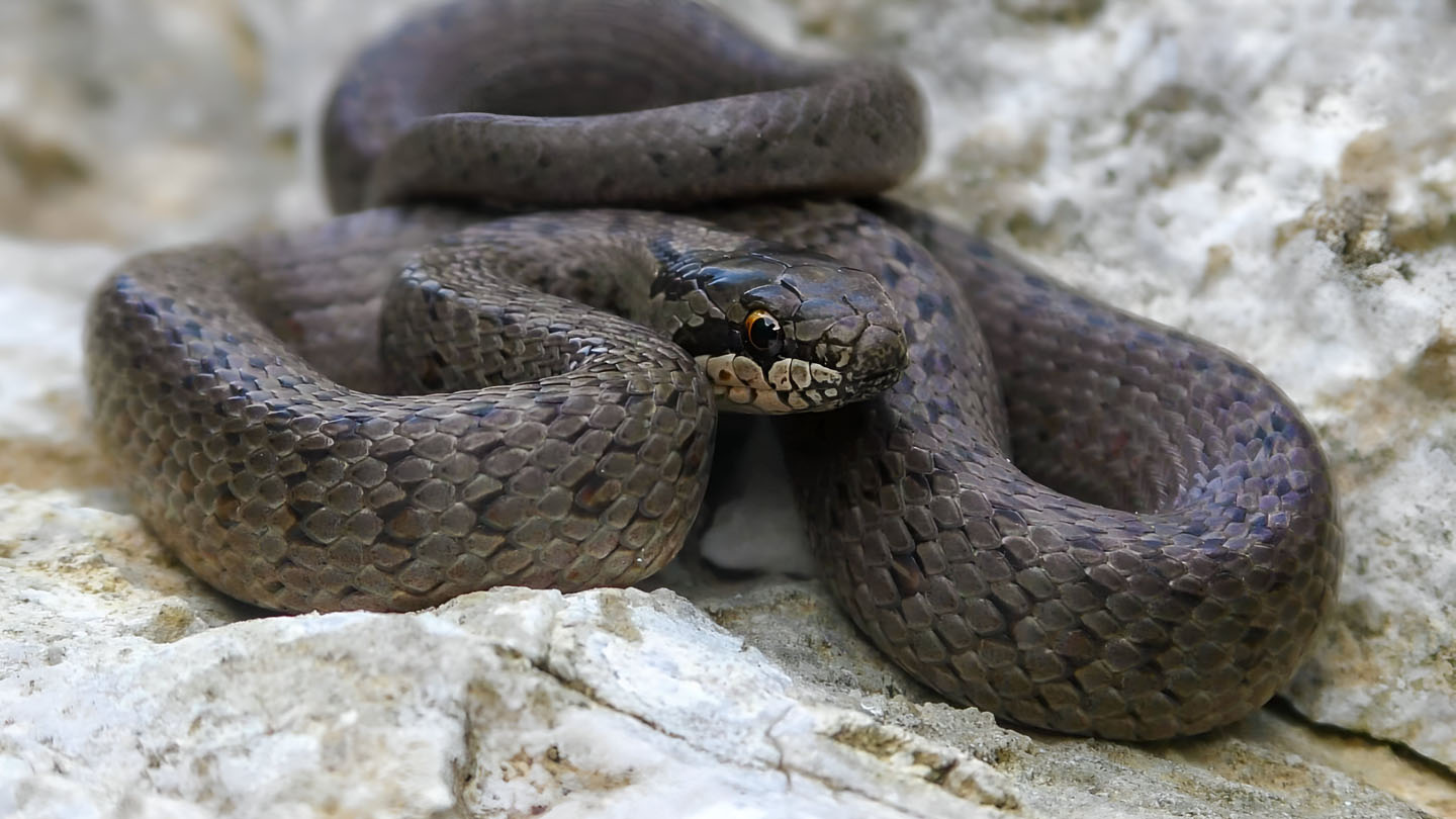 Heimische Schlangen Die lautlosen 7 WWF Junior