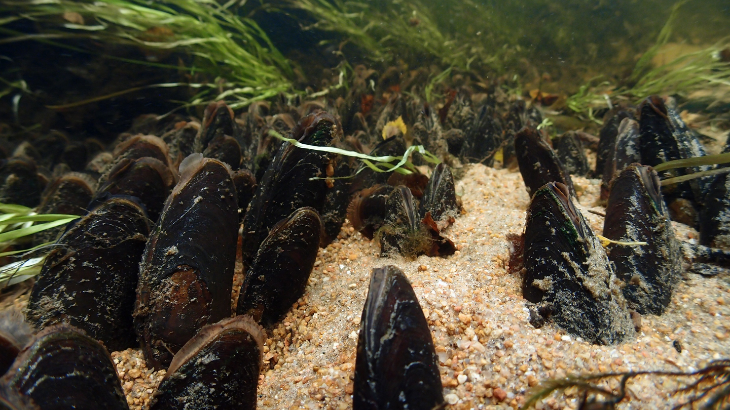 Muscheln Große Klappe und kein Kopf WWF Junior