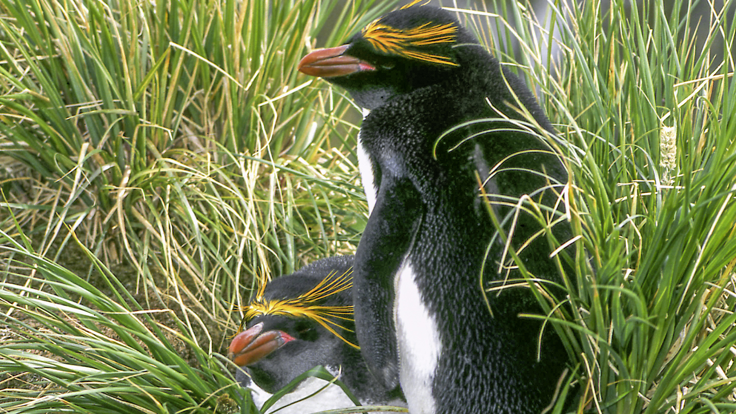 Pinguine – verblüffende Vögel - WWF Junior