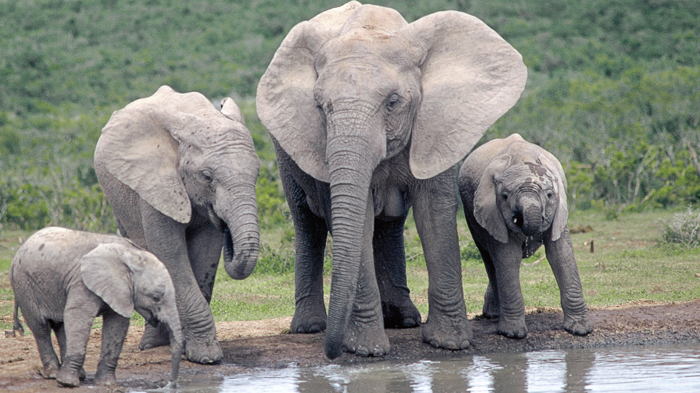Слон группа организмов. Слоны. Четыре слона. Слоненок. Семья слонов.