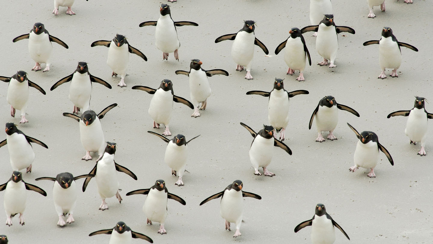 Pinguine – verblüffende Vögel - WWF Junior