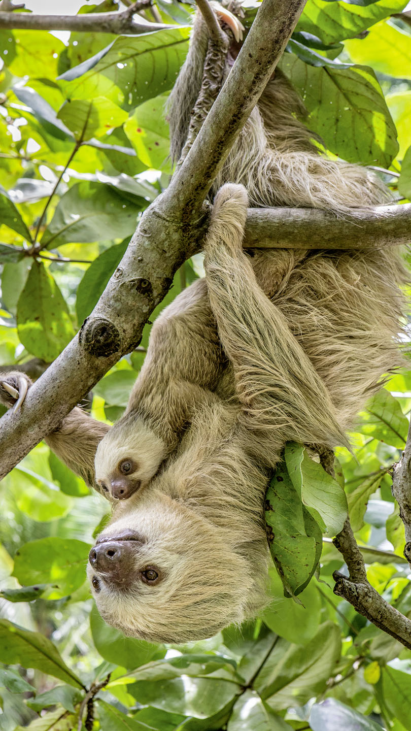 Faultiere – Leben in Zeitlupe - WWF Junior